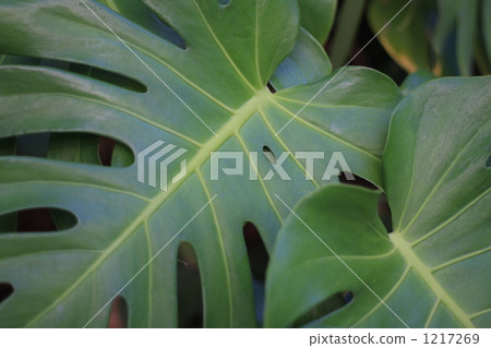 Good friend Monstera 1217269