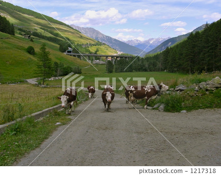 山路 奶牛 牲口 1217318