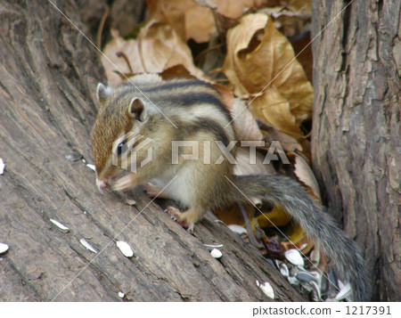 Winter preparation of Ezoshimaris 1217391