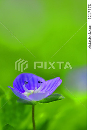 veronica persica, botanic, botanical 1217578