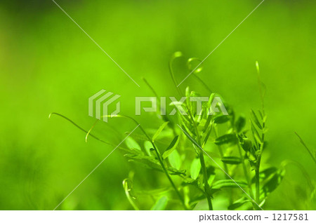 vicia hirsuta, green, spring 1217581