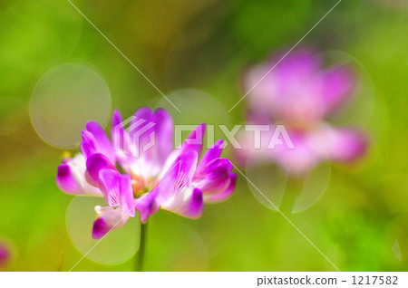 黃芪屬植物 中國紫雲英 春天 1217582