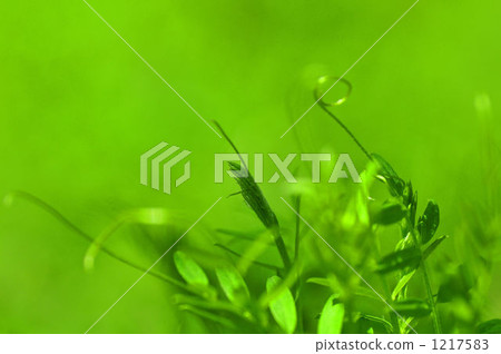 green, spring, wildflower 1217583