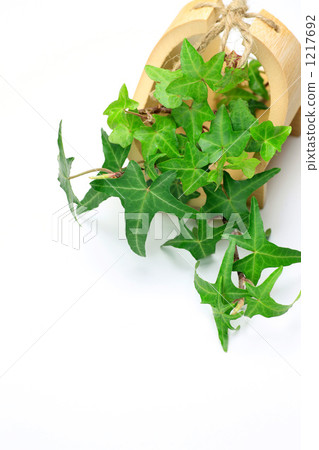 Ivy 1217692