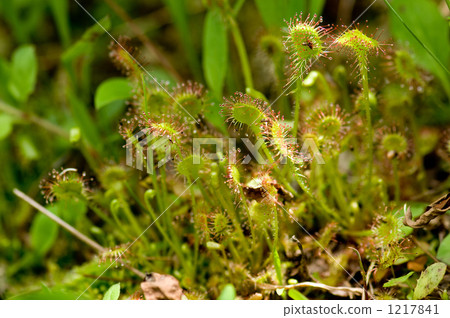 Welsh onion Welsh onion 1217841