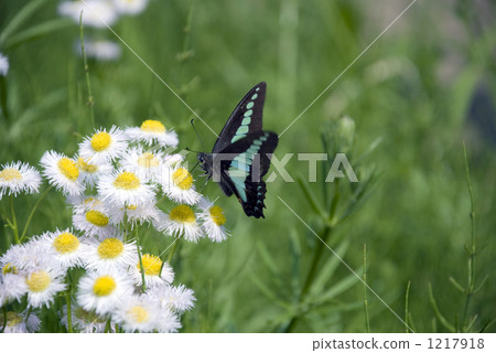 Aosujijeha harvesting flower nectar 1217918