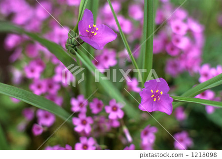 Murasaki Yukusa和Murasaki Kabaki 1218098