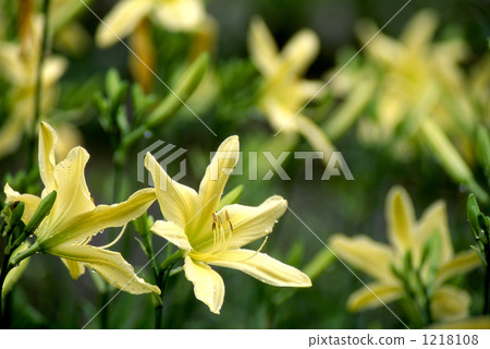 Hemelocalis花 1218108