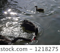 black swan, shorebird, water fowl 1218275