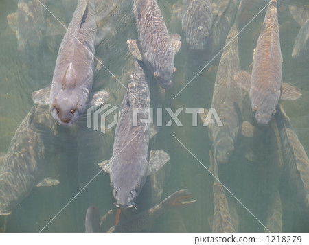 koi, flock, black 1218279