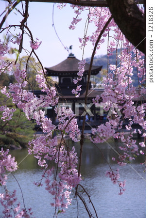 Buddhist cherry tree and Taipingaku 1218328
