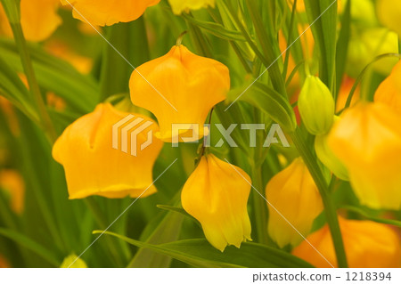 Thunder sonia 1218394