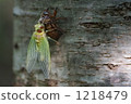 cicada, locust, slough 1218479