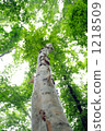 white birch, tender green, verdure 1218509