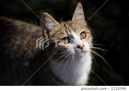 A kitten looking up 1218596