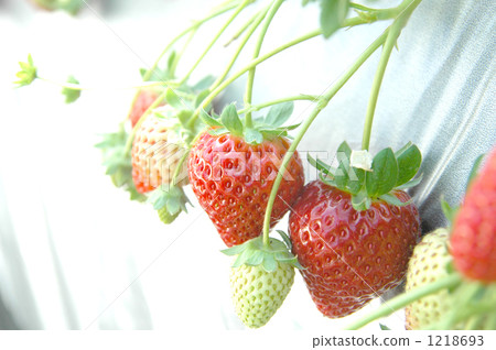 Strawberry Strawberry 1218693