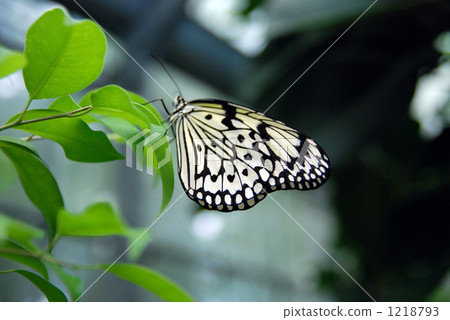 Who smokes flower honey Who smokes flower honey 1218793