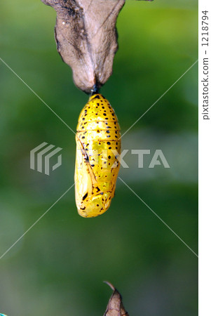 The golden pupa of Stag beetle The golden pupa of Stag beetle 1218794