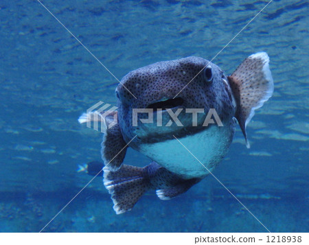 takifugu blowfish, blowfish, fugu 1218938