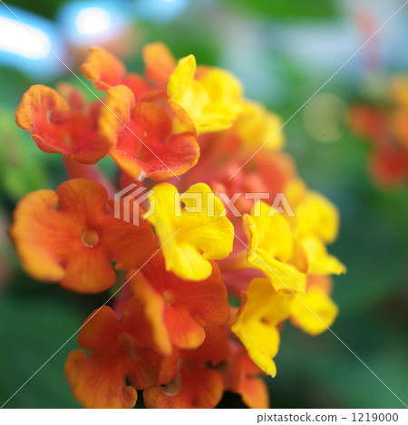 Hawaiian flower Santanka Hawaiian flower Santanka 1219000