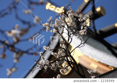 白梅(Yushima Tenjin) 白梅(Yushima Tenjin) 1219349