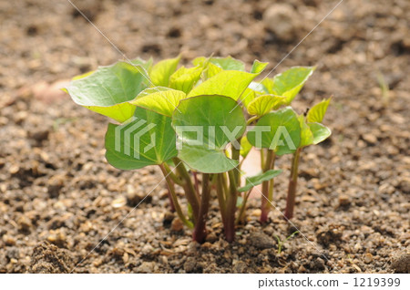new leaf, grow, growth 1219399