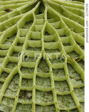 The back of the leaves of Otomi (Ohonibasu) 1219430