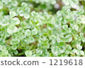 三葉草 植物 植物學 1219618