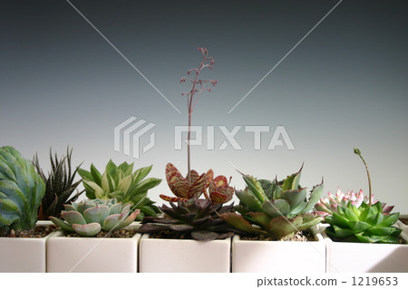 對齊多汁植物 1219653