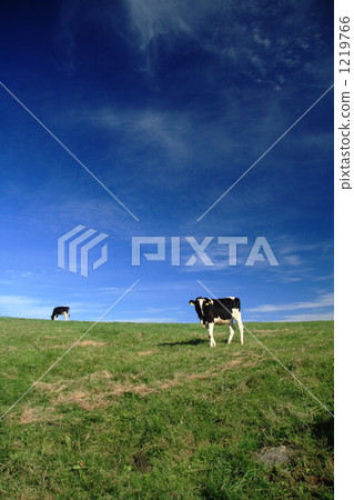 Blue sky and cow Blue sky and cow 1219766