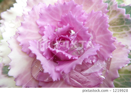 葉牡丹 葉牡丹 1219928