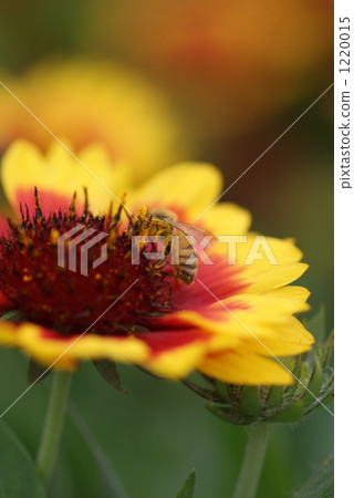 Gaila Ludia and pollen covered bee 1220015