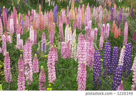 Lupine flowers Lupine flowers 1220149