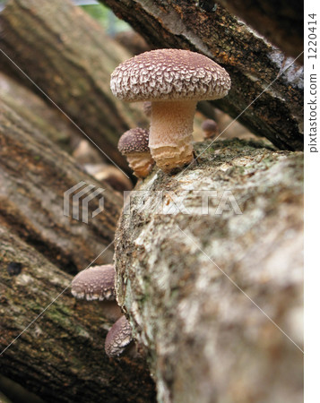 出來的木工香菇 1220414