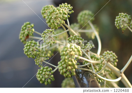 懶散的花朵之後 1220488