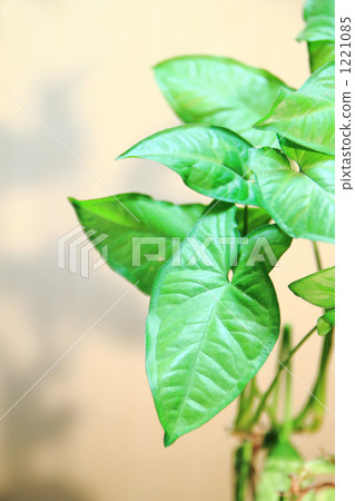 Singonium Singonium 1221085