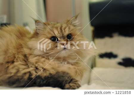 仰望金雞菊金 1221858