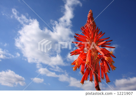 Blue sky and aloe flower Blue sky and aloe flower 1221907