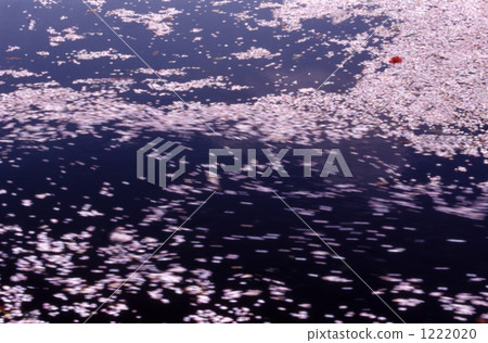 流動的花瓣 1222020