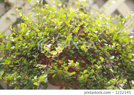 Wire plants Wire plants 1222145