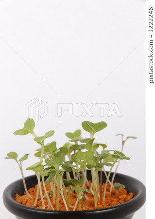 Sprout 1222246