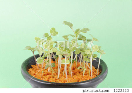 Sprout 1222323