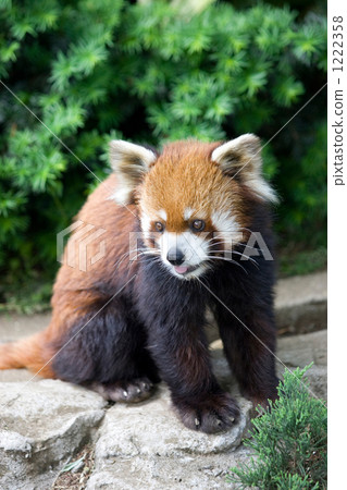 Lesser panda 1222358