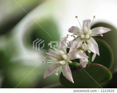 Gold flower tree flower 1222628