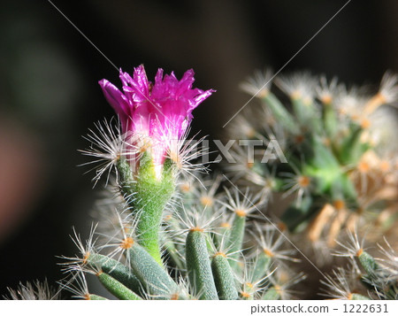 仙人掌花 仙人掌花 1222631