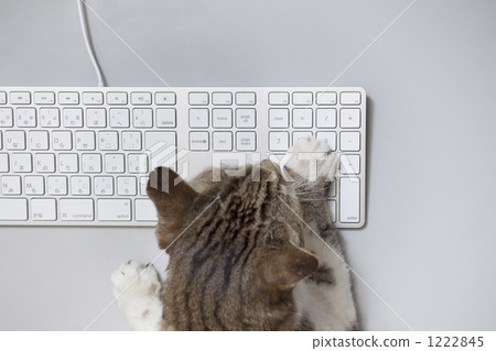 操作 數字小鍵盤 貓爪 1222845