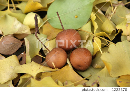 wild nashi, yamanashi, autumn 1222878