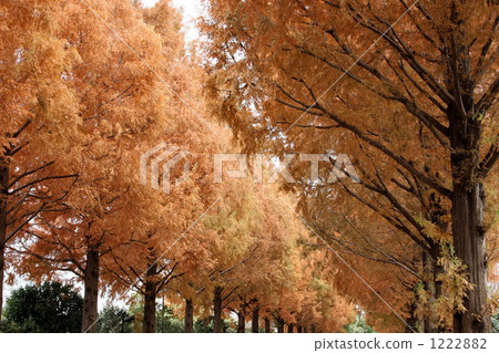 Autumn leaves of Metasequoia Autumn leaves of Metasequoia 1222882