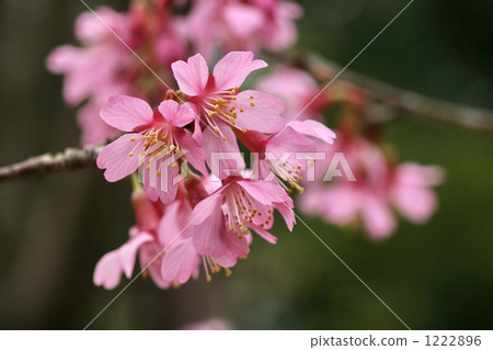 歐卡米櫻花 舉起 向上 1222896