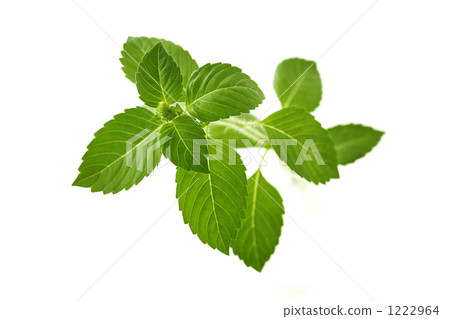 Holy basil 1222964